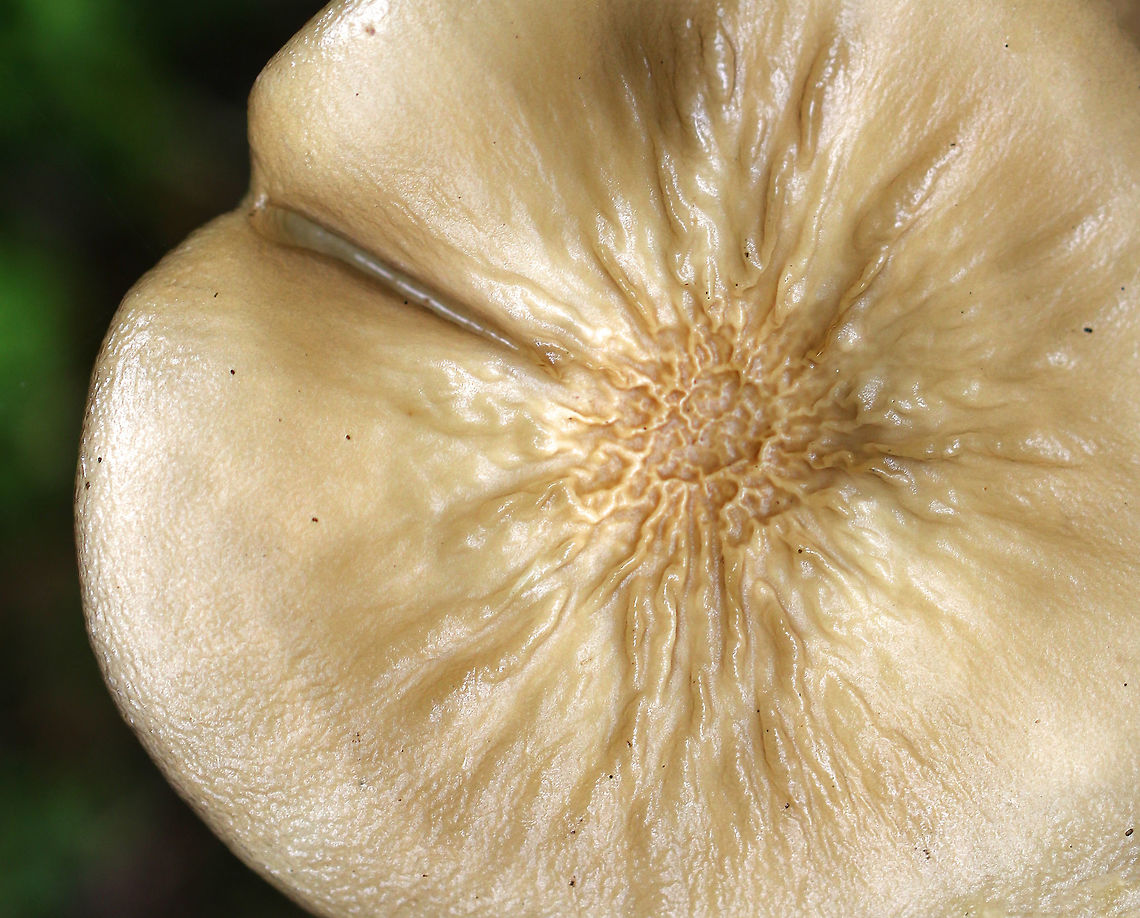 Oudemansiella furfuracea Cap was tan with a brown center; it was flat, wrinkled, puckered, wet, and sticky. Gills were white and attached. Stipe was long and thin.<br />
<br />
Habitat: Growing in moss in a mixed, boggy forest with lots of white pine, beech, eastern hemlock, and maple.<br />
<figure class="photo"><a href="https://www.jungledragon.com/image/74682/oudemansiella_furfuracea.html" title="Oudemansiella furfuracea"><img src="https://s3.amazonaws.com/media.jungledragon.com/images/3232/74682_thumb.jpg?AWSAccessKeyId=05GMT0V3GWVNE7GGM1R2&Expires=1759968010&Signature=x8lMcEr1fd1%2Fpj8zs7mtjHwagng%3D" width="116" height="152" alt="Oudemansiella furfuracea Cap was tan with a brown center; it was flat, wrinkled, puckered, wet, and sticky. Gills were white and attached. Stipe was long and thin.<br />
<br />
Habitat: Growing in moss in a mixed, boggy forest with lots of white pine, beech, eastern hemlock, and maple<br />
https://www.jungledragon.com/image/74680/oudemansiella_furfuracea.html<br />
https://www.jungledragon.com/image/74681/oudemansiella_furfuracea.html Fall,Geotagged,Oudemansiella furfuracea,United States" /></a></figure><br />
<figure class="photo"><a href="https://www.jungledragon.com/image/74681/oudemansiella_furfuracea.html" title="Oudemansiella furfuracea"><img src="https://s3.amazonaws.com/media.jungledragon.com/images/3232/74681_thumb.jpg?AWSAccessKeyId=05GMT0V3GWVNE7GGM1R2&Expires=1759968010&Signature=8m2nF7fsS8bQGHt9fzRwnKxSyLA%3D" width="200" height="162" alt="Oudemansiella furfuracea Cap was tan with a brown center; it was flat, wrinkled, puckered, wet, and sticky. Gills were white and attached. Stipe was long and thin.<br />
<br />
Habitat: Growing in moss in a mixed, boggy forest with lots of white pine, beech, eastern hemlock, and maple<br />
https://www.jungledragon.com/image/74680/oudemansiella_furfuracea.html<br />
https://www.jungledragon.com/image/74682/oudemansiella_furfuracea.html Fall,Geotagged,Oudemansiella furfuracea,United States" /></a></figure><br />
Fall,Geotagged,Oudemansiella furfuracea,United States