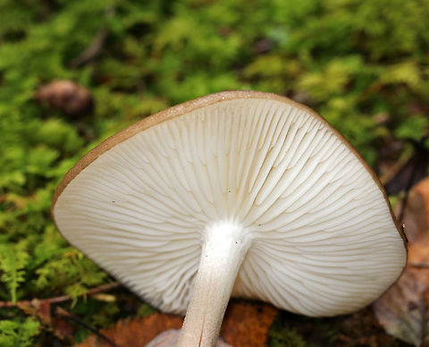 Oudemansiella furfuracea Cap was tan with a brown center; it was flat, wrinkled, puckered, wet, and sticky. Gills were white and attached. Stipe was long and thin.

Habitat: Growing in moss in a mixed, boggy forest with lots of white pine, beech, eastern hemlock, and maple
https://www.jungledragon.com/image/74680/oudemansiella_furfuracea.html
https://www.jungledragon.com/image/74682/oudemansiella_furfuracea.html Fall,Geotagged,Oudemansiella furfuracea,United States