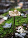 Oudemansiella furfuracea Cap was tan with a brown center; it was flat, wrinkled, puckered, wet, and sticky. Gills were white and attached. Stipe was long and thin.<br />
<br />
Habitat: Growing in moss in a mixed, boggy forest with lots of white pine, beech, eastern hemlock, and maple<br />
https://www.jungledragon.com/image/74680/oudemansiella_furfuracea.html<br />
https://www.jungledragon.com/image/74681/oudemansiella_furfuracea.html Fall,Geotagged,Oudemansiella furfuracea,United States