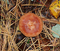 Yellow-staining milkcap - Lactarius vinaceorufescens The milk was initially white, but turned yellow within a few seconds on exposure to air.<br />
<br />
Habitat: Mixed forest<br />
https://www.jungledragon.com/image/74705/yellow-staining_milkcap_-_lactarius_vinaceorufescens.html Fall,Geotagged,Lactarius,Lactarius vinaceorufescens,United States,Yellow-staining milkcap