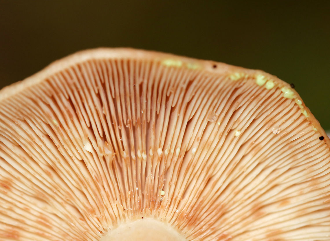Yellow-staining milkcap - Lactarius vinaceorufescens The milk was initially white, but turned yellow within a few seconds on exposure to air.<br />
<br />
Habitat: Mixed forest<br />
<figure class="photo"><a href="https://www.jungledragon.com/image/74704/yellow-staining_milkcap_-_lactarius_vinaceorufescens.html" title="Yellow-staining milkcap - Lactarius vinaceorufescens"><img src="https://s3.amazonaws.com/media.jungledragon.com/images/3232/74704_thumb.jpg?AWSAccessKeyId=05GMT0V3GWVNE7GGM1R2&Expires=1770854410&Signature=KIG77IvJTAJYXjtucAnUn1Pz208%3D" width="200" height="168" alt="Yellow-staining milkcap - Lactarius vinaceorufescens The milk was initially white, but turned yellow within a few seconds on exposure to air.<br />
<br />
Habitat: Mixed forest<br />
https://www.jungledragon.com/image/74705/yellow-staining_milkcap_-_lactarius_vinaceorufescens.html Fall,Geotagged,Lactarius,Lactarius vinaceorufescens,United States,Yellow-staining milkcap" /></a></figure> Fall,Geotagged,Lactarius vinaceorufescens,United States,Yellow-staining milkcap