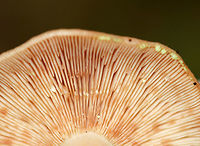 Yellow-staining milkcap - Lactarius vinaceorufescens The milk was initially white, but turned yellow within a few seconds on exposure to air.<br />
<br />
Habitat: Mixed forest<br />
https://www.jungledragon.com/image/74704/yellow-staining_milkcap_-_lactarius_vinaceorufescens.html Fall,Geotagged,Lactarius vinaceorufescens,United States,Yellow-staining milkcap