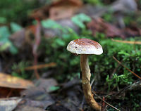 Mushroom - Agaricales No ID yet - maybe Cortinarius sp.<br />
<br />
Habitat: Growing in moss along the edge of a bog in a coniferous forest<br />
https://www.jungledragon.com/image/74708/mushroom_-_agaricales.html<br />
https://www.jungledragon.com/image/74710/mushroom_-_agaricales.html Agaricales,Fall,Geotagged,United States,mushroom