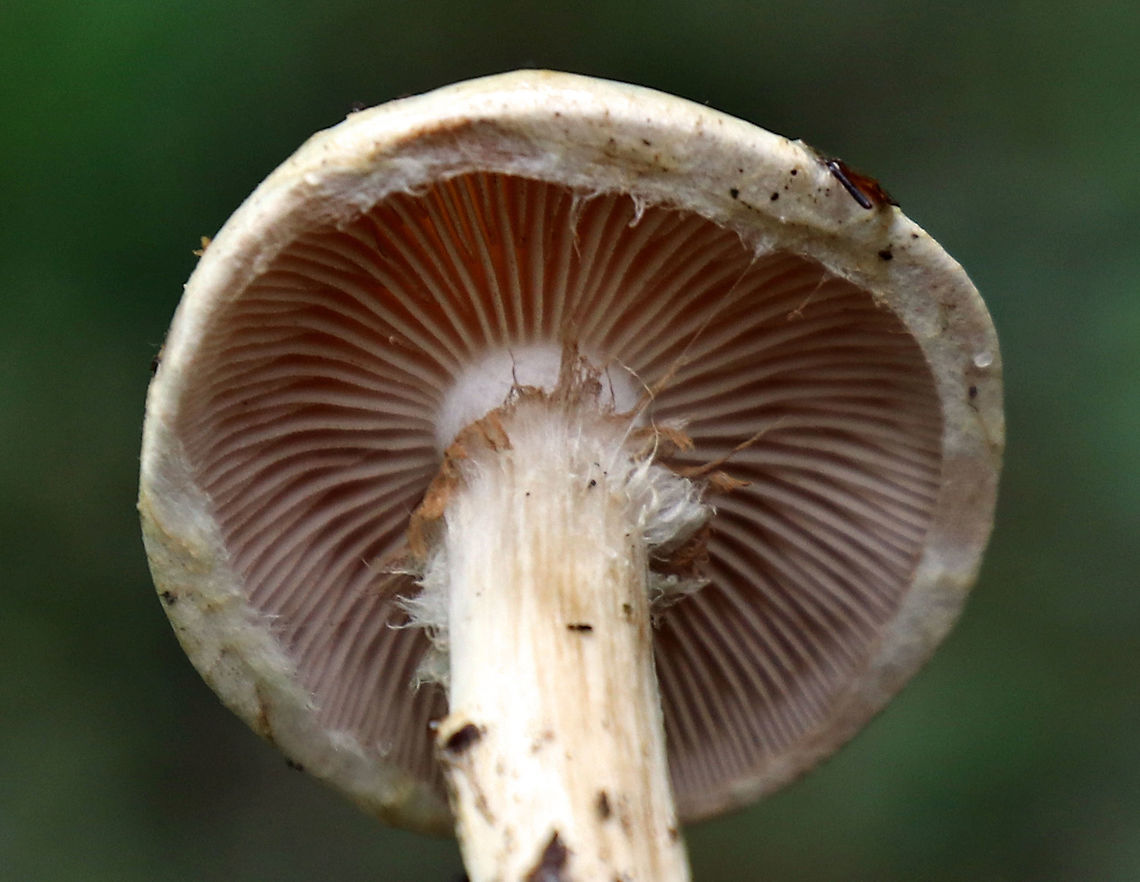 Mushroom - Agaricales No ID yet - maybe Cortinarius sp.<br />
<br />
Habitat: Growing in moss along the edge of a bog in a coniferous forest<br />
<figure class="photo"><a href="https://www.jungledragon.com/image/74707/mushroom_-_agaricales.html" title="Mushroom - Agaricales"><img src="https://s3.amazonaws.com/media.jungledragon.com/images/3232/74707_thumb.jpg?AWSAccessKeyId=05GMT0V3GWVNE7GGM1R2&Expires=1759968010&Signature=jfRH3oEyy6MEdONhJzcbvAAvQbg%3D" width="200" height="160" alt="Mushroom - Agaricales No ID yet - maybe Cortinarius sp.<br />
<br />
Habitat: Growing in moss along the edge of a bog in a coniferous forest<br />
https://www.jungledragon.com/image/74708/mushroom_-_agaricales.html<br />
https://www.jungledragon.com/image/74710/mushroom_-_agaricales.html Agaricales,Fall,Geotagged,United States,mushroom" /></a></figure><br />
<figure class="photo"><a href="https://www.jungledragon.com/image/74710/mushroom_-_agaricales.html" title="Mushroom - Agaricales"><img src="https://s3.amazonaws.com/media.jungledragon.com/images/3232/74710_thumb.jpg?AWSAccessKeyId=05GMT0V3GWVNE7GGM1R2&Expires=1759968010&Signature=%2F7aUioiznzR6RELgwr%2BetpIU4lA%3D" width="200" height="160" alt="Mushroom - Agaricales No ID yet - maybe Cortinarius sp.<br />
<br />
Habitat: Growing in moss along the edge of a bog in a coniferous forest<br />
https://www.jungledragon.com/image/74707/mushroom_-_agaricales.html<br />
https://www.jungledragon.com/image/74708/mushroom_-_agaricales.html Fall,Geotagged,United States" /></a></figure> Fall,Geotagged,United States