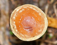 Mushroom - Agaricales No ID yet - maybe Cortinarius sp.<br />
<br />
Habitat: Growing in moss along the edge of a bog in a coniferous forest<br />
https://www.jungledragon.com/image/74707/mushroom_-_agaricales.html<br />
https://www.jungledragon.com/image/74708/mushroom_-_agaricales.html Fall,Geotagged,United States