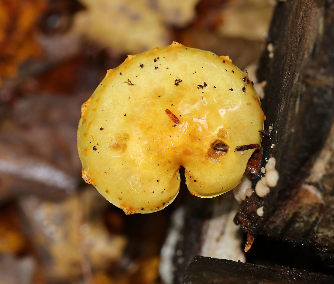 Pholiota adiposa Habitat: Mixed forest (mostly oak, beech, birch, eastern hemlock) Fall,Geotagged,Pholiota,Pholiota adiposa group,United States,pholiota adiposa