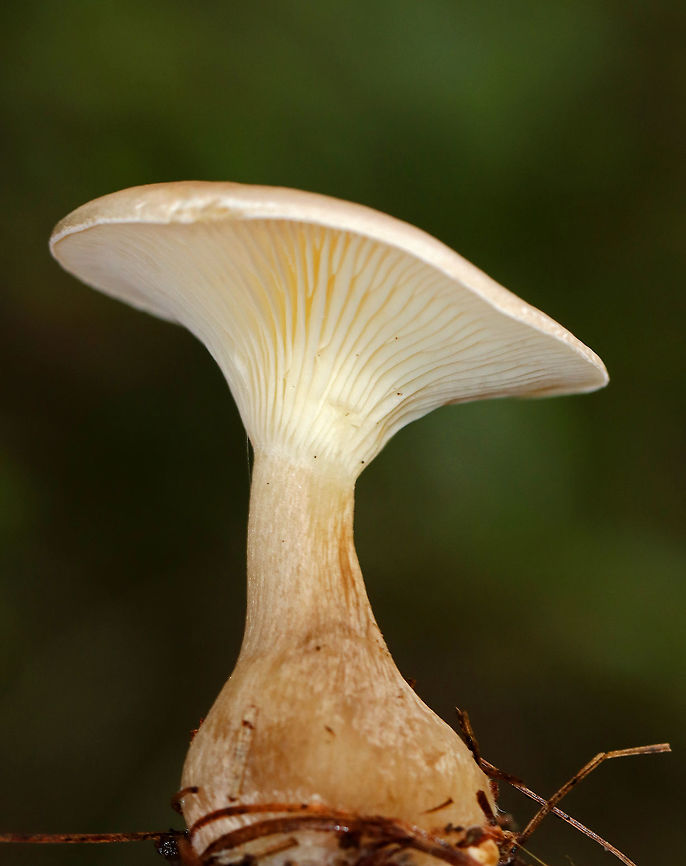 Club-footed Clitocybe - Ampulloclitocybe clavipes Habitat: white pine forest<br />
<figure class="photo"><a href="https://www.jungledragon.com/image/74715/club-footed_clitocybe_-_ampulloclitocybe_clavipes.html" title="Club-footed Clitocybe - Ampulloclitocybe clavipes"><img src="https://s3.amazonaws.com/media.jungledragon.com/images/3232/74715_thumb.jpg?AWSAccessKeyId=05GMT0V3GWVNE7GGM1R2&Expires=1759968010&Signature=cNeCCFZg1MhuXPGzcGyAorLP53M%3D" width="200" height="156" alt="Club-footed Clitocybe - Ampulloclitocybe clavipes Habitat: white pine forest<br />
https://www.jungledragon.com/image/74714/club-footed_clitocybe_-_ampulloclitocybe_clavipes.html<br />
https://www.jungledragon.com/image/74717/club-footed_clitocybe_-_ampulloclitocybe_clavipes.html<br />
https://www.jungledragon.com/image/74718/club-footed_clitocybe_-_ampulloclitocybe_clavipes.html Ampulloclitocybe clavipes,Clitocybe clavipes,Fall,Geotagged,United States" /></a></figure><br />
<figure class="photo"><a href="https://www.jungledragon.com/image/74717/club-footed_clitocybe_-_ampulloclitocybe_clavipes.html" title="Club-footed Clitocybe - Ampulloclitocybe clavipes"><img src="https://s3.amazonaws.com/media.jungledragon.com/images/3232/74717_thumb.jpg?AWSAccessKeyId=05GMT0V3GWVNE7GGM1R2&Expires=1759968010&Signature=WThxIwxjMEbL2S52gHHwMRKvzJI%3D" width="112" height="152" alt="Club-footed Clitocybe - Ampulloclitocybe clavipes Habitat: white pine forest<br />
https://www.jungledragon.com/image/74715/club-footed_clitocybe_-_ampulloclitocybe_clavipes.html<br />
https://www.jungledragon.com/image/74714/club-footed_clitocybe_-_ampulloclitocybe_clavipes.html<br />
https://www.jungledragon.com/image/74718/club-footed_clitocybe_-_ampulloclitocybe_clavipes.html Ampulloclitocybe clavipes,Clitocybe clavipes,Fall,Geotagged,United States" /></a></figure><br />
<figure class="photo"><a href="https://www.jungledragon.com/image/74718/club-footed_clitocybe_-_ampulloclitocybe_clavipes.html" title="Club-footed Clitocybe - Ampulloclitocybe clavipes"><img src="https://s3.amazonaws.com/media.jungledragon.com/images/3232/74718_thumb.jpg?AWSAccessKeyId=05GMT0V3GWVNE7GGM1R2&Expires=1759968010&Signature=IGBPYh%2FSulkXYgX94sJskSRemYg%3D" width="200" height="164" alt="Club-footed Clitocybe - Ampulloclitocybe clavipes Habitat: white pine forest<br />
https://www.jungledragon.com/image/74715/club-footed_clitocybe_-_ampulloclitocybe_clavipes.html<br />
https://www.jungledragon.com/image/74714/club-footed_clitocybe_-_ampulloclitocybe_clavipes.html<br />
https://www.jungledragon.com/image/74717/club-footed_clitocybe_-_ampulloclitocybe_clavipes.html Ampulloclitocybe clavipes,Clitocybe clavipes,Fall,Geotagged,United States" /></a></figure> Ampulloclitocybe,Ampulloclitocybe clavipes,Club-footed clitocybe,Fall,Geotagged,United States
