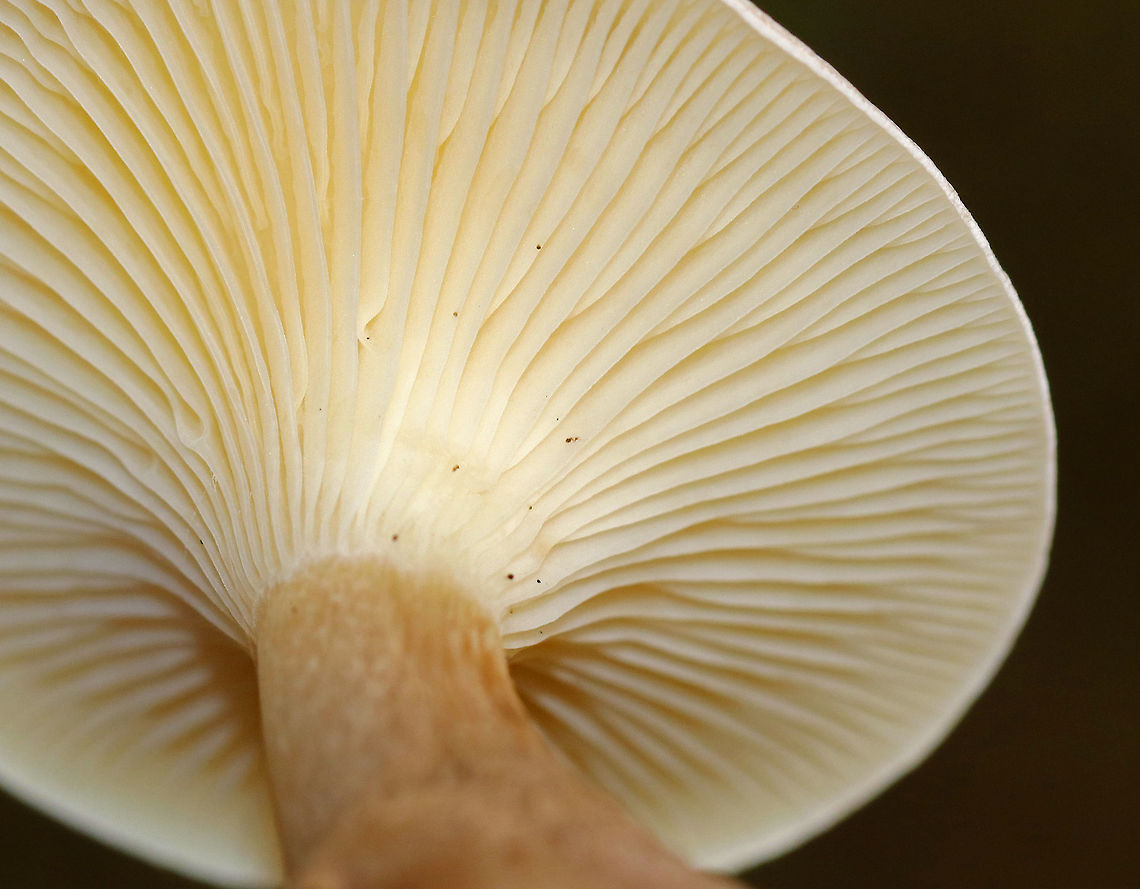 Club-footed Clitocybe - Ampulloclitocybe clavipes Habitat: white pine forest<br />
<figure class="photo"><a href="https://www.jungledragon.com/image/74714/club-footed_clitocybe_-_ampulloclitocybe_clavipes.html" title="Club-footed Clitocybe - Ampulloclitocybe clavipes"><img src="https://s3.amazonaws.com/media.jungledragon.com/images/3232/74714_thumb.jpg?AWSAccessKeyId=05GMT0V3GWVNE7GGM1R2&Expires=1759968010&Signature=Lm653x5xTdJs%2FgSHfPgDzDdKCt0%3D" width="122" height="152" alt="Club-footed Clitocybe - Ampulloclitocybe clavipes Habitat: white pine forest<br />
https://www.jungledragon.com/image/74715/club-footed_clitocybe_-_ampulloclitocybe_clavipes.html<br />
https://www.jungledragon.com/image/74717/club-footed_clitocybe_-_ampulloclitocybe_clavipes.html<br />
https://www.jungledragon.com/image/74718/club-footed_clitocybe_-_ampulloclitocybe_clavipes.html Ampulloclitocybe,Ampulloclitocybe clavipes,Club-footed clitocybe,Fall,Geotagged,United States" /></a></figure><br />
<figure class="photo"><a href="https://www.jungledragon.com/image/74717/club-footed_clitocybe_-_ampulloclitocybe_clavipes.html" title="Club-footed Clitocybe - Ampulloclitocybe clavipes"><img src="https://s3.amazonaws.com/media.jungledragon.com/images/3232/74717_thumb.jpg?AWSAccessKeyId=05GMT0V3GWVNE7GGM1R2&Expires=1759968010&Signature=WThxIwxjMEbL2S52gHHwMRKvzJI%3D" width="112" height="152" alt="Club-footed Clitocybe - Ampulloclitocybe clavipes Habitat: white pine forest<br />
https://www.jungledragon.com/image/74715/club-footed_clitocybe_-_ampulloclitocybe_clavipes.html<br />
https://www.jungledragon.com/image/74714/club-footed_clitocybe_-_ampulloclitocybe_clavipes.html<br />
https://www.jungledragon.com/image/74718/club-footed_clitocybe_-_ampulloclitocybe_clavipes.html Ampulloclitocybe clavipes,Clitocybe clavipes,Fall,Geotagged,United States" /></a></figure><br />
<figure class="photo"><a href="https://www.jungledragon.com/image/74718/club-footed_clitocybe_-_ampulloclitocybe_clavipes.html" title="Club-footed Clitocybe - Ampulloclitocybe clavipes"><img src="https://s3.amazonaws.com/media.jungledragon.com/images/3232/74718_thumb.jpg?AWSAccessKeyId=05GMT0V3GWVNE7GGM1R2&Expires=1759968010&Signature=IGBPYh%2FSulkXYgX94sJskSRemYg%3D" width="200" height="164" alt="Club-footed Clitocybe - Ampulloclitocybe clavipes Habitat: white pine forest<br />
https://www.jungledragon.com/image/74715/club-footed_clitocybe_-_ampulloclitocybe_clavipes.html<br />
https://www.jungledragon.com/image/74714/club-footed_clitocybe_-_ampulloclitocybe_clavipes.html<br />
https://www.jungledragon.com/image/74717/club-footed_clitocybe_-_ampulloclitocybe_clavipes.html Ampulloclitocybe clavipes,Clitocybe clavipes,Fall,Geotagged,United States" /></a></figure> Ampulloclitocybe clavipes,Clitocybe clavipes,Fall,Geotagged,United States