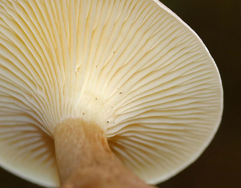 Club-footed Clitocybe - Ampulloclitocybe clavipes Habitat: white pine forest
https://www.jungledragon.com/image/74714/club-footed_clitocybe_-_ampulloclitocybe_clavipes.html
https://www.jungledragon.com/image/74717/club-footed_clitocybe_-_ampulloclitocybe_clavipes.html
https://www.jungledragon.com/image/74718/club-footed_clitocybe_-_ampulloclitocybe_clavipes.html Ampulloclitocybe clavipes,Clitocybe clavipes,Fall,Geotagged,United States