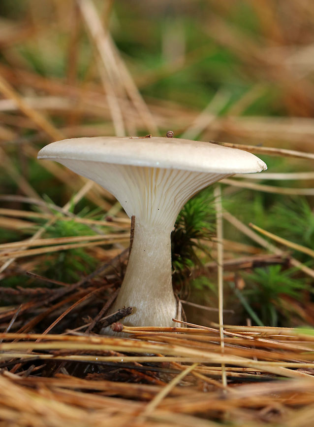 Club-footed Clitocybe - Ampulloclitocybe clavipes Habitat: white pine forest<br />
<figure class="photo"><a href="https://www.jungledragon.com/image/74715/club-footed_clitocybe_-_ampulloclitocybe_clavipes.html" title="Club-footed Clitocybe - Ampulloclitocybe clavipes"><img src="https://s3.amazonaws.com/media.jungledragon.com/images/3232/74715_thumb.jpg?AWSAccessKeyId=05GMT0V3GWVNE7GGM1R2&Expires=1767225610&Signature=JxF5aykAJe46kfDMCEUpdNlqZdc%3D" width="200" height="156" alt="Club-footed Clitocybe - Ampulloclitocybe clavipes Habitat: white pine forest<br />
https://www.jungledragon.com/image/74714/club-footed_clitocybe_-_ampulloclitocybe_clavipes.html<br />
https://www.jungledragon.com/image/74717/club-footed_clitocybe_-_ampulloclitocybe_clavipes.html<br />
https://www.jungledragon.com/image/74718/club-footed_clitocybe_-_ampulloclitocybe_clavipes.html Ampulloclitocybe clavipes,Clitocybe clavipes,Fall,Geotagged,United States" /></a></figure><br />
<figure class="photo"><a href="https://www.jungledragon.com/image/74714/club-footed_clitocybe_-_ampulloclitocybe_clavipes.html" title="Club-footed Clitocybe - Ampulloclitocybe clavipes"><img src="https://s3.amazonaws.com/media.jungledragon.com/images/3232/74714_thumb.jpg?AWSAccessKeyId=05GMT0V3GWVNE7GGM1R2&Expires=1767225610&Signature=rX7bwQ73WXmgdPWQikTyq94nrQk%3D" width="122" height="152" alt="Club-footed Clitocybe - Ampulloclitocybe clavipes Habitat: white pine forest<br />
https://www.jungledragon.com/image/74715/club-footed_clitocybe_-_ampulloclitocybe_clavipes.html<br />
https://www.jungledragon.com/image/74717/club-footed_clitocybe_-_ampulloclitocybe_clavipes.html<br />
https://www.jungledragon.com/image/74718/club-footed_clitocybe_-_ampulloclitocybe_clavipes.html Ampulloclitocybe,Ampulloclitocybe clavipes,Club-footed clitocybe,Fall,Geotagged,United States" /></a></figure><br />
<figure class="photo"><a href="https://www.jungledragon.com/image/74718/club-footed_clitocybe_-_ampulloclitocybe_clavipes.html" title="Club-footed Clitocybe - Ampulloclitocybe clavipes"><img src="https://s3.amazonaws.com/media.jungledragon.com/images/3232/74718_thumb.jpg?AWSAccessKeyId=05GMT0V3GWVNE7GGM1R2&Expires=1767225610&Signature=SaVPoYDBmdCvMue0IzafKmVY1QM%3D" width="200" height="164" alt="Club-footed Clitocybe - Ampulloclitocybe clavipes Habitat: white pine forest<br />
https://www.jungledragon.com/image/74715/club-footed_clitocybe_-_ampulloclitocybe_clavipes.html<br />
https://www.jungledragon.com/image/74714/club-footed_clitocybe_-_ampulloclitocybe_clavipes.html<br />
https://www.jungledragon.com/image/74717/club-footed_clitocybe_-_ampulloclitocybe_clavipes.html Ampulloclitocybe clavipes,Clitocybe clavipes,Fall,Geotagged,United States" /></a></figure> Ampulloclitocybe clavipes,Clitocybe clavipes,Fall,Geotagged,United States