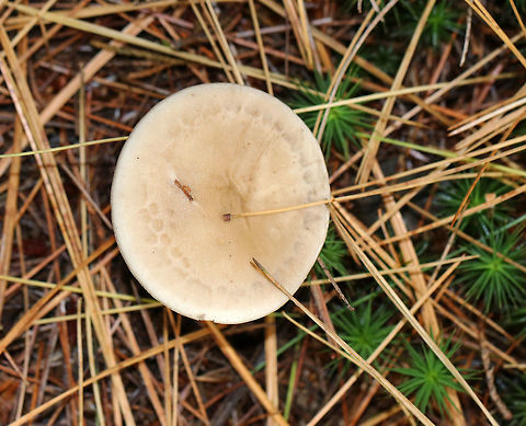 Club-footed Clitocybe - Ampulloclitocybe clavipes Habitat: white pine forest
https://www.jungledragon.com/image/74715/club-footed_clitocybe_-_ampulloclitocybe_clavipes.html
https://www.jungledragon.com/image/74714/club-footed_clitocybe_-_ampulloclitocybe_clavipes.html
https://www.jungledragon.com/image/74717/club-footed_clitocybe_-_ampulloclitocybe_clavipes.html Ampulloclitocybe clavipes,Clitocybe clavipes,Fall,Geotagged,United States