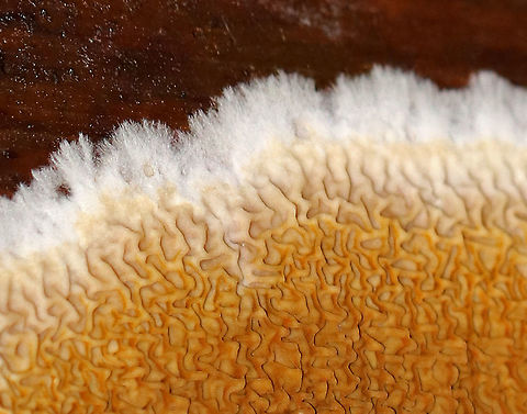 Serpula himantioides Habitat: Growing on a conifer snag in a mixed forest
https://www.jungledragon.com/image/74721/serpula_himantioides.html Fall,Geotagged,Serpula,Serpula himantioides,United States,fungus