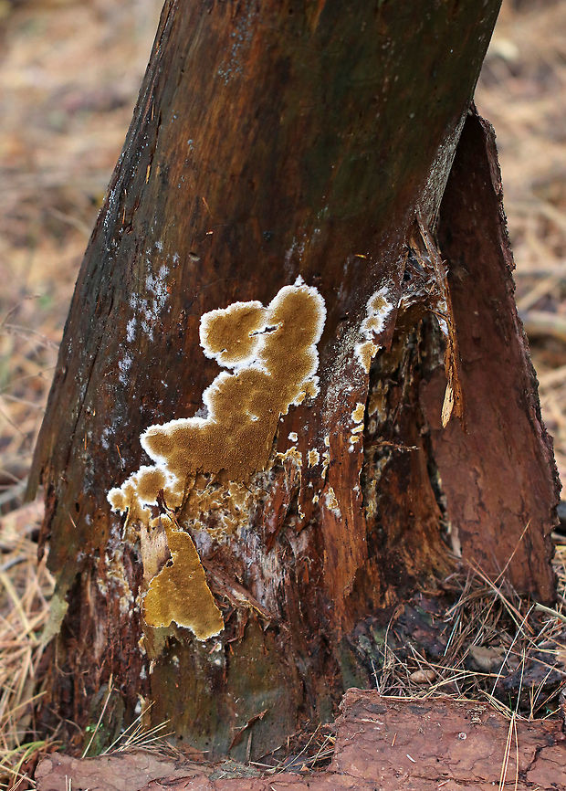 Serpula himantioides Habitat: Growing on a conifer snag in a mixed forest<br />
<figure class="photo"><a href="https://www.jungledragon.com/image/74719/serpula_himantioides.html" title="Serpula himantioides"><img src="https://s3.amazonaws.com/media.jungledragon.com/images/3232/74719_thumb.jpg?AWSAccessKeyId=05GMT0V3GWVNE7GGM1R2&Expires=1759968010&Signature=w5icSxOBww53XwFAhAEHta1KOSA%3D" width="200" height="158" alt="Serpula himantioides Habitat: Growing on a conifer snag in a mixed forest<br />
https://www.jungledragon.com/image/74721/serpula_himantioides.html Fall,Geotagged,Serpula,Serpula himantioides,United States,fungus" /></a></figure> Fall,Geotagged,Serpula himantioides,United States