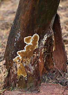 Serpula himantioides Habitat: Growing on a conifer snag in a mixed forest
https://www.jungledragon.com/image/74719/serpula_himantioides.html Fall,Geotagged,Serpula himantioides,United States