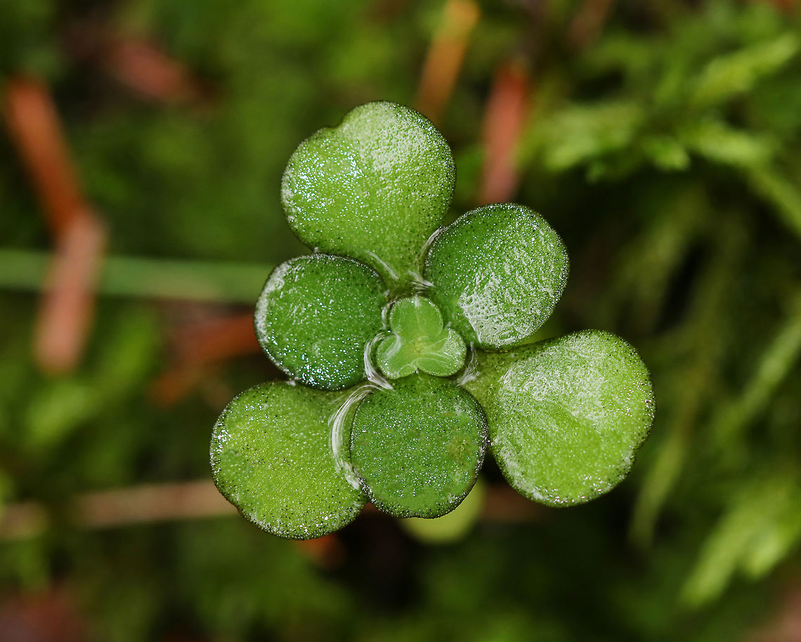Woodland Stonecrop - Sedum ternatum Woodland Stonecrop has beautiful white flowers, which bloom April to May. <br />
<br />
The common name of &quot;stonecrop&quot; refers to its ability to thrive on boulders, where its succulent leaves help it to retain moisture in shallow soil.<br />
<br />
Habitat: Bog Fall,Geotagged,Sedum ternatum,United States,Woodland stonecrop