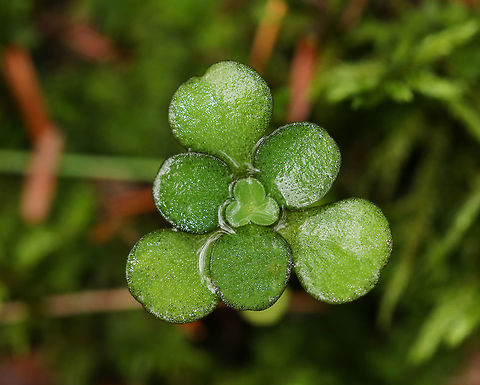 Woodland Stonecrop - Sedum ternatum Woodland Stonecrop has beautiful white flowers, which bloom April to May. 

The common name of "stonecrop" refers to its ability to thrive on boulders, where its succulent leaves help it to retain moisture in shallow soil.

Habitat: Bog Fall,Geotagged,Sedum ternatum,United States,Woodland stonecrop