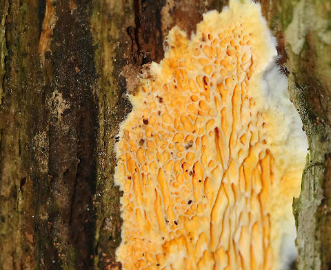 Fibroporia radiculosa Habitat: Growing on rotting wood in a coniferous forest
https://www.jungledragon.com/image/74724/fibroporia_radiculosa.html Fall,Fibroporia,Fibroporia radiculosa,Geotagged,United States,crust fungus,rot fungus