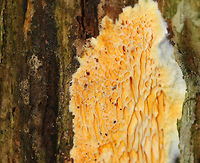 Fibroporia radiculosa Habitat: Growing on rotting wood in a coniferous forest<br />
https://www.jungledragon.com/image/74724/fibroporia_radiculosa.html Fall,Fibroporia,Fibroporia radiculosa,Geotagged,United States,crust fungus,rot fungus