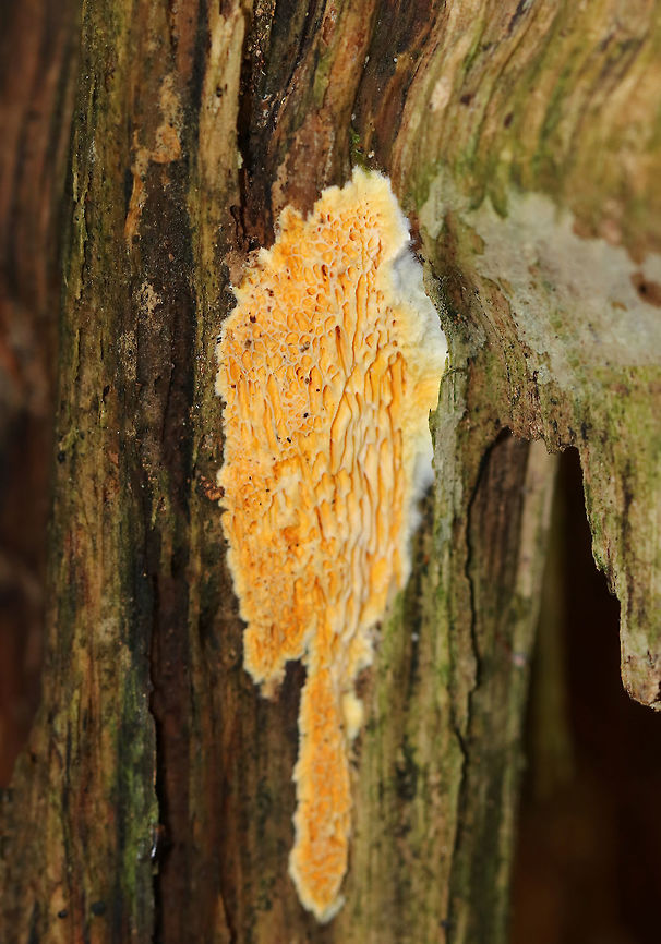 Fibroporia radiculosa Habitat: Growing on rotting wood in a coniferous forest<br />
<figure class="photo"><a href="https://www.jungledragon.com/image/74723/fibroporia_radiculosa.html" title="Fibroporia radiculosa"><img src="https://s3.amazonaws.com/media.jungledragon.com/images/3232/74723_thumb.jpg?AWSAccessKeyId=05GMT0V3GWVNE7GGM1R2&Expires=1767225610&Signature=CKnOxDp1hacUsEsK0ivmBAAc9RI%3D" width="200" height="164" alt="Fibroporia radiculosa Habitat: Growing on rotting wood in a coniferous forest<br />
https://www.jungledragon.com/image/74724/fibroporia_radiculosa.html Fall,Fibroporia,Fibroporia radiculosa,Geotagged,United States,crust fungus,rot fungus" /></a></figure> Fall,Fibroporia radiculosa,Geotagged,United States