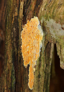 Fibroporia radiculosa Habitat: Growing on rotting wood in a coniferous forest
https://www.jungledragon.com/image/74723/fibroporia_radiculosa.html Fall,Fibroporia radiculosa,Geotagged,United States