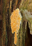 Fibroporia radiculosa Habitat: Growing on rotting wood in a coniferous forest<br />
https://www.jungledragon.com/image/74723/fibroporia_radiculosa.html Fall,Fibroporia radiculosa,Geotagged,United States