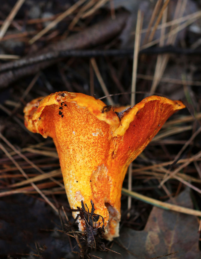 Lobster Mushroom - Hypomyces lactifluorum Habitat: Mixed forest<br />
<figure class="photo"><a href="https://www.jungledragon.com/image/74728/lobster_mushroom_-_hypomyces_lactifluorum.html" title="Lobster Mushroom - Hypomyces lactifluorum"><img src="https://s3.amazonaws.com/media.jungledragon.com/images/3232/74728_thumb.jpg?AWSAccessKeyId=05GMT0V3GWVNE7GGM1R2&Expires=1763596810&Signature=Jqv2uFMOHs1tpHHN3o4zrn5%2BIWA%3D" width="200" height="168" alt="Lobster Mushroom - Hypomyces lactifluorum Habitat: Mixed forest<br />
https://www.jungledragon.com/image/74726/lobster_mushroom_-_hypomyces_lactifluorum.html Fall,Geotagged,Hypomyces lactifluorum,Lobster mushroom,United States" /></a></figure> Fall,Geotagged,Hypomyces lactifluorum,Lobster mushroom,United States