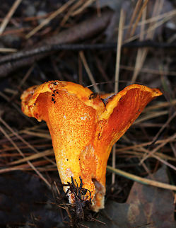 Lobster Mushroom - Hypomyces lactifluorum Habitat: Mixed forest
https://www.jungledragon.com/image/74728/lobster_mushroom_-_hypomyces_lactifluorum.html Fall,Geotagged,Hypomyces lactifluorum,Lobster mushroom,United States