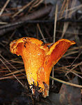 Lobster Mushroom - Hypomyces lactifluorum Habitat: Mixed forest<br />
https://www.jungledragon.com/image/74728/lobster_mushroom_-_hypomyces_lactifluorum.html Fall,Geotagged,Hypomyces lactifluorum,Lobster mushroom,United States