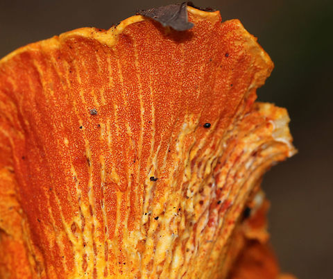 Lobster Mushroom - Hypomyces lactifluorum Habitat: Mixed forest
https://www.jungledragon.com/image/74726/lobster_mushroom_-_hypomyces_lactifluorum.html Fall,Geotagged,Hypomyces lactifluorum,Lobster mushroom,United States