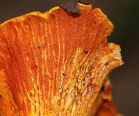 Lobster Mushroom - Hypomyces lactifluorum Habitat: Mixed forest<br />
https://www.jungledragon.com/image/74726/lobster_mushroom_-_hypomyces_lactifluorum.html Fall,Geotagged,Hypomyces lactifluorum,Lobster mushroom,United States