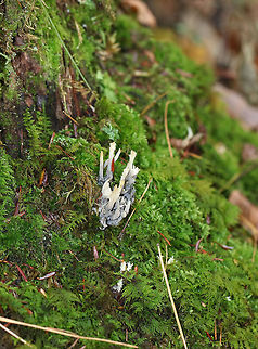 Gray Coral - Clavulina cinerea Coral fungus growing in moss in a mixed forest with lots of maple, beech, white pine, and eastern hemlock. The base of the fruiting body was blackish gray with black spots from an infection with Helminthosphaeria clavariarum. Clavulina cinerea,Fall,Geotagged,Helminthosphaeria clavariarum,United States,clavulina,coral fungus,gray coral