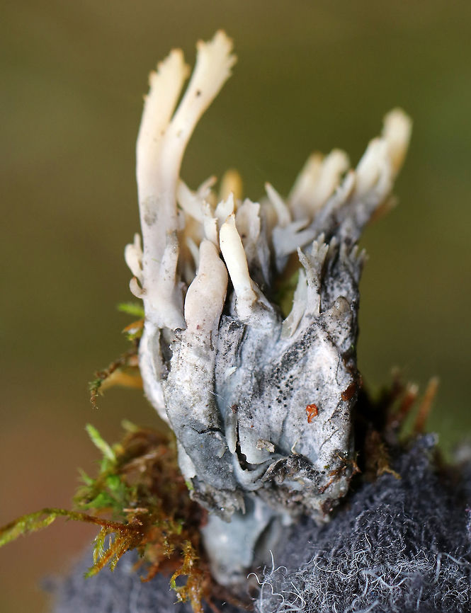 Helminthosphaeria clavariarum on Clavulina cinerea This coral fungus has been parasitized by Helminthosphaeria clavariarum, which is why the base of the fruiting body is blackish gray with black spots. Fall,Geotagged,Helminthosphaeria clavariarum,United States