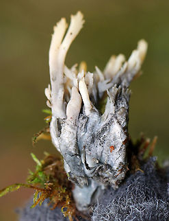 Helminthosphaeria clavariarum on Clavulina cinerea This coral fungus has been parasitized by Helminthosphaeria clavariarum, which is why the base of the fruiting body is blackish gray with black spots. Fall,Geotagged,Helminthosphaeria clavariarum,United States