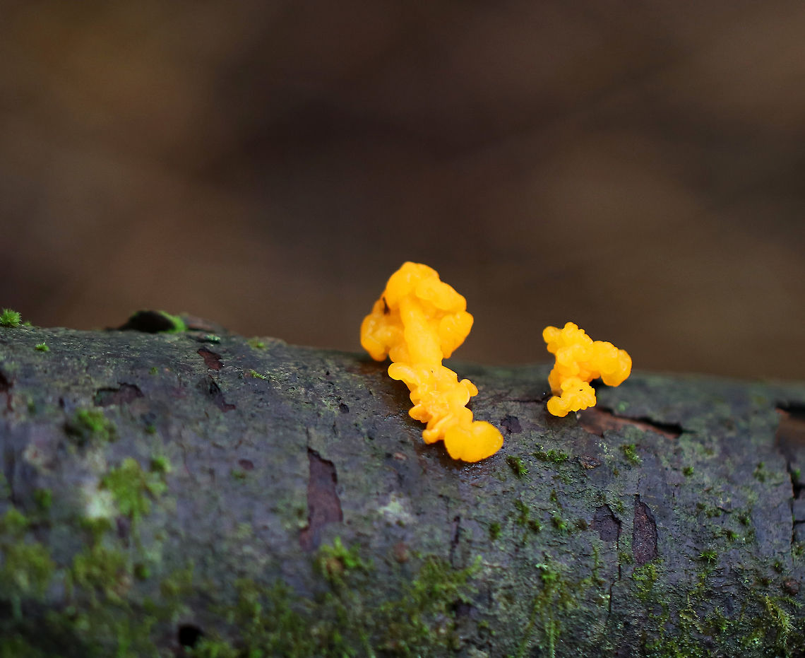 Orange Jelly Spot - Dacrymyces chrysospermus Irregular, gelatinous blobs that were orange-yellow in color. <br />
<br />
Habitat: Rotting conifer Dacrymyces,Dacrymyces chrysospermus,Fall,Geotagged,Orange Jelly Spot,United States