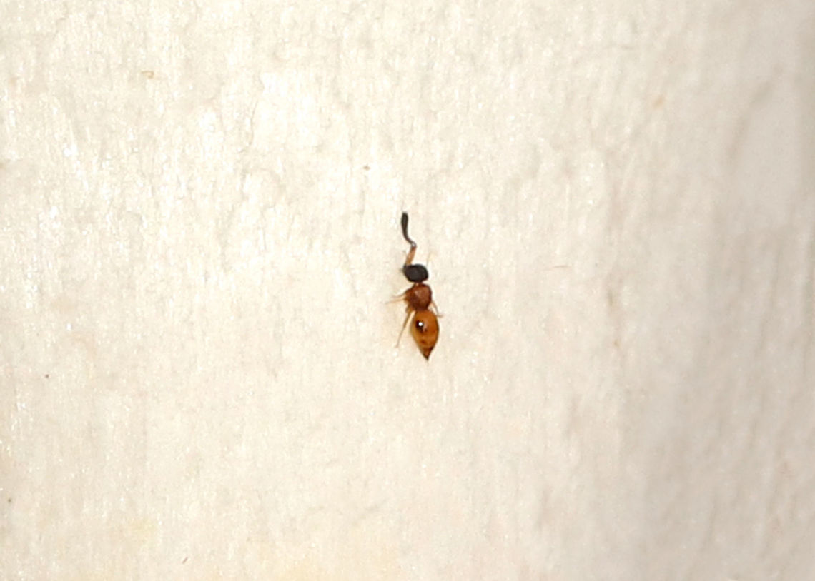 Wingless Wasp - Ceraphron sp. Teeny, tiny parasitic wasp! It was so small, hence the poor quality photo!<br />
<br />
Habitat: On a mushroom in a mixed forest<br />
<figure class="photo"><a href="https://www.jungledragon.com/image/74823/wingless_wasp_-_ceraphron_sp.html" title="Wingless Wasp - Ceraphron sp."><img src="https://s3.amazonaws.com/media.jungledragon.com/images/3232/74823_thumb.jpg?AWSAccessKeyId=05GMT0V3GWVNE7GGM1R2&Expires=1759968010&Signature=Csqhv8QDerGhqirDTeO%2BBSWD1Eg%3D" width="200" height="134" alt="Wingless Wasp - Ceraphron sp. Teeny, tiny parasitic wasp! It was so small, hence the poor quality photo!<br />
<br />
Habitat: On a mushroom in a mixed forest<br />
https://www.jungledragon.com/image/74822/wingless_wasp_-_ceraphron_sp.html Ceraphron,Fall,Geotagged,United States,wasp,wingless wasp" /></a></figure> Ceraphron,Fall,Geotagged,United States,wasp,wingless wasp