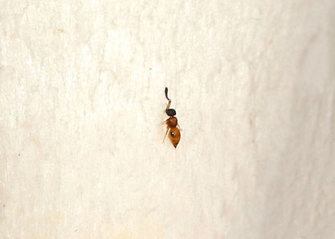 Wingless Wasp - Ceraphron sp. Teeny, tiny parasitic wasp! It was so small, hence the poor quality photo!

Habitat: On a mushroom in a mixed forest
https://www.jungledragon.com/image/74823/wingless_wasp_-_ceraphron_sp.html Ceraphron,Fall,Geotagged,United States,wasp,wingless wasp