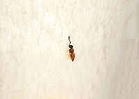 Wingless Wasp - Ceraphron sp. Teeny, tiny parasitic wasp! It was so small, hence the poor quality photo!<br />
<br />
Habitat: On a mushroom in a mixed forest<br />
https://www.jungledragon.com/image/74823/wingless_wasp_-_ceraphron_sp.html Ceraphron,Fall,Geotagged,United States,wasp,wingless wasp