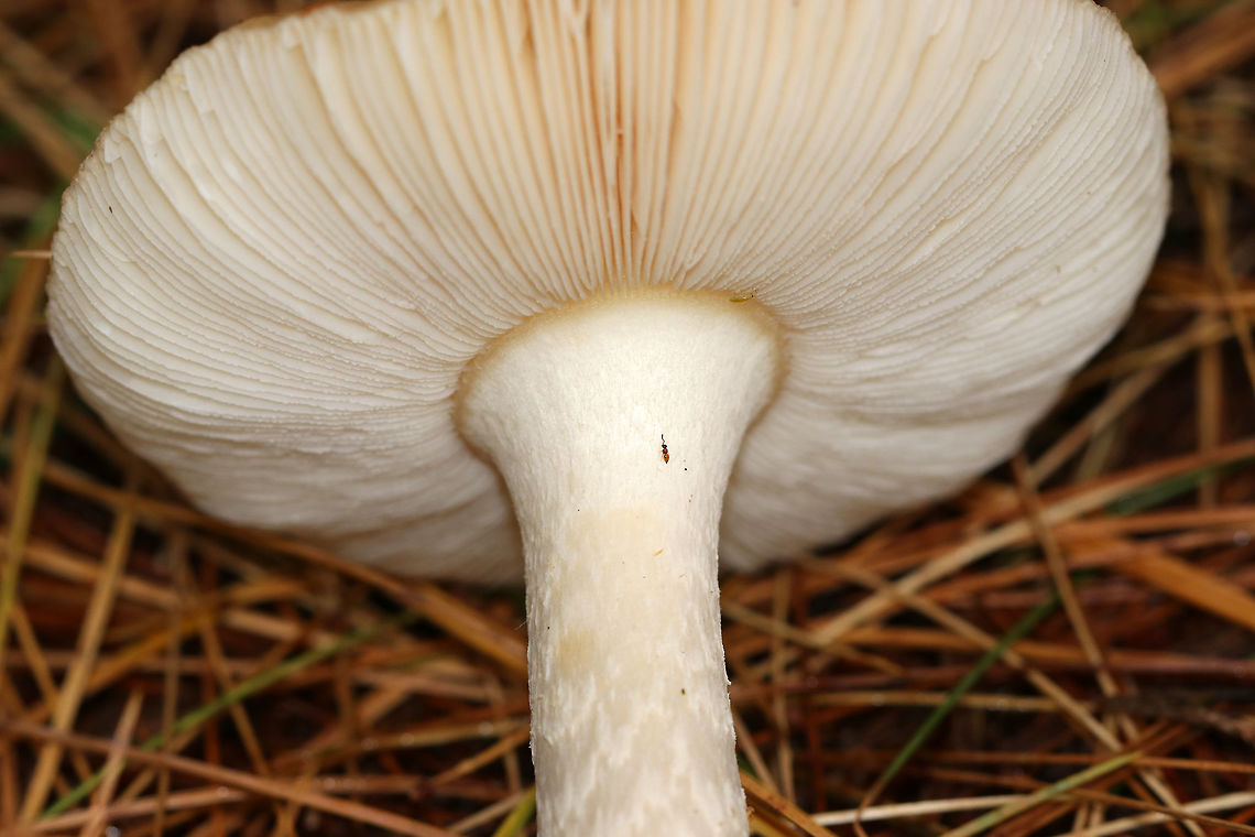 Wingless Wasp - Ceraphron sp. Teeny, tiny parasitic wasp! It was so small, hence the poor quality photo!<br />
<br />
Habitat: On a mushroom in a mixed forest<br />
<figure class="photo"><a href="https://www.jungledragon.com/image/74822/wingless_wasp_-_ceraphron_sp.html" title="Wingless Wasp - Ceraphron sp."><img src="https://s3.amazonaws.com/media.jungledragon.com/images/3232/74822_thumb.jpg?AWSAccessKeyId=05GMT0V3GWVNE7GGM1R2&Expires=1770854410&Signature=5s15Ptf68DzYfg6BbZIxeU79Pzk%3D" width="200" height="144" alt="Wingless Wasp - Ceraphron sp. Teeny, tiny parasitic wasp! It was so small, hence the poor quality photo!<br />
<br />
Habitat: On a mushroom in a mixed forest<br />
https://www.jungledragon.com/image/74823/wingless_wasp_-_ceraphron_sp.html Ceraphron,Fall,Geotagged,United States,wasp,wingless wasp" /></a></figure> Ceraphron,Fall,Geotagged,United States,wasp,wingless wasp