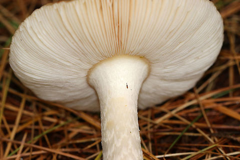 Wingless Wasp - Ceraphron sp. Teeny, tiny parasitic wasp! It was so small, hence the poor quality photo!

Habitat: On a mushroom in a mixed forest
https://www.jungledragon.com/image/74822/wingless_wasp_-_ceraphron_sp.html Ceraphron,Fall,Geotagged,United States,wasp,wingless wasp