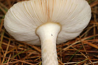 Wingless Wasp - Ceraphron sp. Teeny, tiny parasitic wasp! It was so small, hence the poor quality photo!<br />
<br />
Habitat: On a mushroom in a mixed forest<br />
https://www.jungledragon.com/image/74822/wingless_wasp_-_ceraphron_sp.html Ceraphron,Fall,Geotagged,United States,wasp,wingless wasp