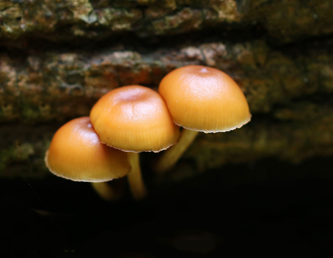 Funeral Bells - Galerina marginata Cap: Convex; sticky; orange with slight two-toned appearance; slightly sunken, darker center; faintly lined margin <br />
<br />
Gills: Brownish; close with frequent short gills; slightly decurrent<br />
<br />
Stem: Dry; rusty-brown ring zone<br />
<br />
Habitat: Growing in clusters out of a fallen, rotting, moss-covered tree in a bog<br />
<br />
This species has the moniker "funeral bells", and is not a mushroom that you want to mess around with. <br />
Galerina marginata has the same kind of toxins that the deadly Amanita species produce. These toxins, called amatoxins, are especially dangerous because they do not produce symptoms for 6-24 hours. Because of the delayed onset of symptoms, the sufferer may not realize that the mushroom they ate earlier is the cause of their illness. Initial symptoms resemble food poisoning, but gradually worsen for a few days until there is a short remission. Unfortunately, the symptoms return within 24 hours, and after another week or so, the liver and kidneys fail. This will result in death unless a liver transplant is performed. <br />
<br />
There is a drug called Silibinin, which is derived from milk thistle, that may be useful in treating amatoxin poisoning - if it is administered soon after poisoning occurs.<br />
<figure class="photo"><a href="https://www.jungledragon.com/image/74825/funeral_bells_-_galerina_marginata.html" title="Funeral Bells - Galerina marginata"><img src="https://s3.amazonaws.com/media.jungledragon.com/images/3232/74825_thumb.jpg?AWSAccessKeyId=05GMT0V3GWVNE7GGM1R2&Expires=1763596810&Signature=Qyc4uZyHcb23XbL9BUagh%2FTH9uM%3D" width="200" height="152" alt="Funeral Bells - Galerina marginata Cap: Convex; sticky; orange with slight two-toned appearance; slightly sunken, darker center; faintly lined margin <br />
<br />
Gills: Brownish; close with frequent short gills; slightly decurrent<br />
<br />
Stem: Dry; rusty-brown ring zone<br />
<br />
Habitat: Growing in clusters out of a fallen, rotting, moss-covered tree in a bog<br />
<br />
This species has the moniker "funeral bells", and is not a mushroom that you want to mess around with. <br />
Galerina marginata has the same kind of toxins that the deadly Amanita species produce. These toxins, called amatoxins, are especially dangerous because they do not produce symptoms for 6-24 hours. Because of the delayed onset of symptoms, the sufferer may not realize that the mushroom they ate earlier is the cause of their illness. Initial symptoms resemble food poisoning, but gradually worsen for a few days until there is a short remission. Unfortunately, the symptoms return within 24 hours, and after another week or so, the liver and kidneys fail. This will result in death unless a liver transplant is performed. <br />
<br />
There is a drug called Silibinin, which is derived from milk thistle, that may be useful in treating amatoxin poisoning - if it is administered soon after poisoning occurs.<br />
https://www.jungledragon.com/image/74824/funeral_bells_-_galerina_marginata.html Fall,Galerina marginata,Geotagged,United States,funeral bells,galerina" /></a></figure> Fall,Galerina marginata,Geotagged,United States