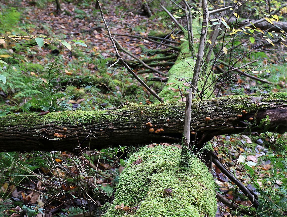 Funeral Bells - Galerina marginata Cap: Convex; sticky; orange with slight two-toned appearance; slightly sunken, darker center; faintly lined margin <br />
<br />
Gills: Brownish; close with frequent short gills; slightly decurrent<br />
<br />
Stem: Dry; rusty-brown ring zone<br />
<br />
Habitat: Growing in clusters out of a fallen, rotting, moss-covered tree in a bog<br />
<br />
This species has the moniker "funeral bells", and is not a mushroom that you want to mess around with. <br />
Galerina marginata has the same kind of toxins that the deadly Amanita species produce. These toxins, called amatoxins, are especially dangerous because they do not produce symptoms for 6-24 hours. Because of the delayed onset of symptoms, the sufferer may not realize that the mushroom they ate earlier is the cause of their illness. Initial symptoms resemble food poisoning, but gradually worsen for a few days until there is a short remission. Unfortunately, the symptoms return within 24 hours, and after another week or so, the liver and kidneys fail. This will result in death unless a liver transplant is performed. <br />
<br />
There is a drug called Silibinin, which is derived from milk thistle, that may be useful in treating amatoxin poisoning - if it is administered soon after poisoning occurs.<br />
<figure class="photo"><a href="https://www.jungledragon.com/image/74824/funeral_bells_-_galerina_marginata.html" title="Funeral Bells - Galerina marginata"><img src="https://s3.amazonaws.com/media.jungledragon.com/images/3232/74824_thumb.jpg?AWSAccessKeyId=05GMT0V3GWVNE7GGM1R2&Expires=1770854410&Signature=UwhlgFUBXPBts%2BcJS88LmZS56K8%3D" width="200" height="156" alt="Funeral Bells - Galerina marginata Cap: Convex; sticky; orange with slight two-toned appearance; slightly sunken, darker center; faintly lined margin <br />
<br />
Gills: Brownish; close with frequent short gills; slightly decurrent<br />
<br />
Stem: Dry; rusty-brown ring zone<br />
<br />
Habitat: Growing in clusters out of a fallen, rotting, moss-covered tree in a bog<br />
<br />
This species has the moniker "funeral bells", and is not a mushroom that you want to mess around with. <br />
Galerina marginata has the same kind of toxins that the deadly Amanita species produce. These toxins, called amatoxins, are especially dangerous because they do not produce symptoms for 6-24 hours. Because of the delayed onset of symptoms, the sufferer may not realize that the mushroom they ate earlier is the cause of their illness. Initial symptoms resemble food poisoning, but gradually worsen for a few days until there is a short remission. Unfortunately, the symptoms return within 24 hours, and after another week or so, the liver and kidneys fail. This will result in death unless a liver transplant is performed. <br />
<br />
There is a drug called Silibinin, which is derived from milk thistle, that may be useful in treating amatoxin poisoning - if it is administered soon after poisoning occurs.<br />
https://www.jungledragon.com/image/74825/funeral_bells_-_galerina_marginata.html Fall,Galerina marginata,Geotagged,United States" /></a></figure> Fall,Galerina marginata,Geotagged,United States,funeral bells,galerina