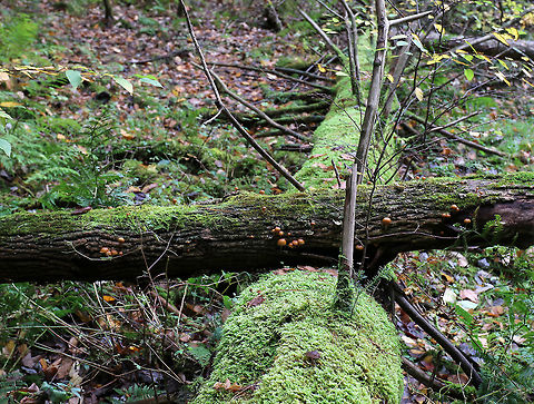 Funeral Bells - Galerina marginata Cap: Convex; sticky; orange with slight two-toned appearance; slightly sunken, darker center; faintly lined margin 

Gills: Brownish; close with frequent short gills; slightly decurrent

Stem: Dry; rusty-brown ring zone

Habitat: Growing in clusters out of a fallen, rotting, moss-covered tree in a bog

This species has the moniker "funeral bells", and is not a mushroom that you want to mess around with. 
Galerina marginata has the same kind of toxins that the deadly Amanita species produce. These toxins, called amatoxins, are especially dangerous because they do not produce symptoms for 6-24 hours. Because of the delayed onset of symptoms, the sufferer may not realize that the mushroom they ate earlier is the cause of their illness. Initial symptoms resemble food poisoning, but gradually worsen for a few days until there is a short remission. Unfortunately, the symptoms return within 24 hours, and after another week or so, the liver and kidneys fail. This will result in death unless a liver transplant is performed. 

There is a drug called Silibinin, which is derived from milk thistle, that may be useful in treating amatoxin poisoning - if it is administered soon after poisoning occurs.
https://www.jungledragon.com/image/74824/funeral_bells_-_galerina_marginata.html Fall,Galerina marginata,Geotagged,United States,funeral bells,galerina