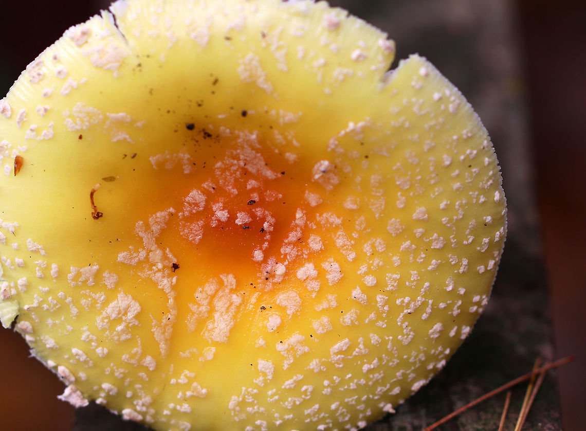 American Yellow Fly Agaric - Amanita muscaria var. guessowii Cap: Flat; yellow-orange with a darker orange center; tacky; covered in whitish universal veil warts<br />
<br />
Gills: white; crowded<br />
<br />
Stipe: white; shaggy; basal bulb with scaly rings of volval material <br />
<br />
Habitat: mixed forest with lots of white pine<br />
<figure class="photo"><a href="https://www.jungledragon.com/image/74827/american_yellow_fly_agaric_-_amanita_muscaria_var._guessowii.html" title="American Yellow Fly Agaric - Amanita muscaria var. guessowii"><img src="https://s3.amazonaws.com/media.jungledragon.com/images/3232/74827_thumb.jpg?AWSAccessKeyId=05GMT0V3GWVNE7GGM1R2&Expires=1759968010&Signature=FxOsTmlTKgFc%2BdTX6HkVFWVw4c0%3D" width="110" height="152" alt="American Yellow Fly Agaric - Amanita muscaria var. guessowii Cap: Flat; yellow-orange with a darker orange center; tacky; covered in whitish universal veil warts<br />
<br />
Gills: white; crowded<br />
<br />
Stipe: white; shaggy; basal bulb with scaly rings of volval material <br />
<br />
Habitat: mixed forest with lots of white pine<br />
https://www.jungledragon.com/image/74826/american_yellow_fly_agaric_-_amanita_muscaria_var._guessowii.html Amanita muscaria var. guessowii,American Eastern Yellow Fly Agaric,Fall,Geotagged,United States" /></a></figure> Amanita muscaria var. guessowii,American Eastern Yellow Fly Agaric,Fall,Geotagged,United States,amanita