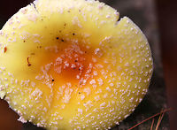 American Yellow Fly Agaric - Amanita muscaria var. guessowii Cap: Flat; yellow-orange with a darker orange center; tacky; covered in whitish universal veil warts<br />
<br />
Gills: white; crowded<br />
<br />
Stipe: white; shaggy; basal bulb with scaly rings of volval material <br />
<br />
Habitat: mixed forest with lots of white pine<br />
https://www.jungledragon.com/image/74827/american_yellow_fly_agaric_-_amanita_muscaria_var._guessowii.html Amanita muscaria var. guessowii,American Eastern Yellow Fly Agaric,Fall,Geotagged,United States,amanita
