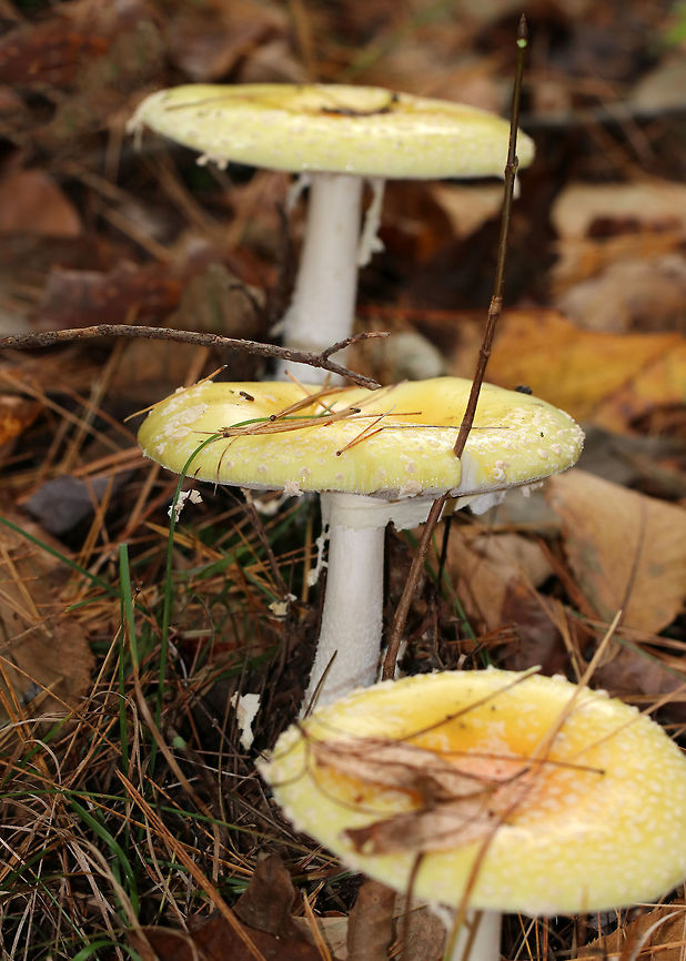 American Yellow Fly Agaric - Amanita muscaria var. guessowii Cap: Flat; yellow-orange with a darker orange center; tacky; covered in whitish universal veil warts<br />
<br />
Gills: white; crowded<br />
<br />
Stipe: white; shaggy; basal bulb with scaly rings of volval material <br />
<br />
Habitat: mixed forest with lots of white pine<br />
<figure class="photo"><a href="https://www.jungledragon.com/image/74826/american_yellow_fly_agaric_-_amanita_muscaria_var._guessowii.html" title="American Yellow Fly Agaric - Amanita muscaria var. guessowii"><img src="https://s3.amazonaws.com/media.jungledragon.com/images/3232/74826_thumb.jpg?AWSAccessKeyId=05GMT0V3GWVNE7GGM1R2&Expires=1759968010&Signature=9v2UTf1kTQOJVeM6Is0d6k4CGrQ%3D" width="200" height="148" alt="American Yellow Fly Agaric - Amanita muscaria var. guessowii Cap: Flat; yellow-orange with a darker orange center; tacky; covered in whitish universal veil warts<br />
<br />
Gills: white; crowded<br />
<br />
Stipe: white; shaggy; basal bulb with scaly rings of volval material <br />
<br />
Habitat: mixed forest with lots of white pine<br />
https://www.jungledragon.com/image/74827/american_yellow_fly_agaric_-_amanita_muscaria_var._guessowii.html Amanita muscaria var. guessowii,American Eastern Yellow Fly Agaric,Fall,Geotagged,United States,amanita" /></a></figure> Amanita muscaria var. guessowii,American Eastern Yellow Fly Agaric,Fall,Geotagged,United States