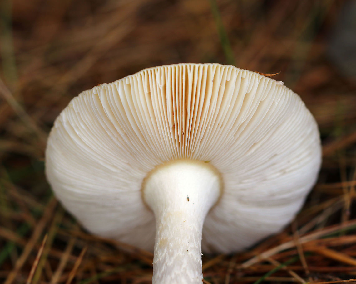 Poison Champagne Amanita - Amanita crenulata group Cap: Pale tan; flat with a mushy center; smooth and without many remaining warts.<br />
<br />
Gills: white; frequent short gills<br />
<br />
Stem: white with chevron-like pattern, especially near apex; enlarged bulb with a ring of champagne coloring <br />
<br />
This species is toxic and produces dramatic symptoms, similar to those of Amanita muscaria and Amanita pantherina.<br />
<br />
Habitat: Mixed, forest with lots of white pine<br />
<figure class="photo"><a href="https://www.jungledragon.com/image/74829/poison_champagne_amanita_-_amanita_crenulata_group.html" title="Poison Champagne Amanita - Amanita crenulata group"><img src="https://s3.amazonaws.com/media.jungledragon.com/images/3232/74829_thumb.jpg?AWSAccessKeyId=05GMT0V3GWVNE7GGM1R2&Expires=1759968010&Signature=yeOcsrOXzxw2TAlss6PKUTLKC5g%3D" width="110" height="152" alt="Poison Champagne Amanita - Amanita crenulata group Cap: Pale tan; flat with a mushy center; smooth and without many remaining warts.<br />
<br />
Gills: white; frequent short gills<br />
<br />
Stem: white with chevron-like pattern, especially near apex; enlarged bulb with a ring of champagne coloring <br />
<br />
This species is toxic and produces dramatic symptoms, similar to those of Amanita muscaria and Amanita pantherina.<br />
<br />
Habitat: Mixed, forest with lots of white pine<br />
https://www.jungledragon.com/image/74828/poison_champagne_amanita_-_amanita_crenulata_group.html Amanita crenulata,Fall,Geotagged,Poison Champagne Amanita,United States" /></a></figure><br />
<br />
*Note the tiny insect near the apex of the stem:<br />
<figure class="photo"><a href="https://www.jungledragon.com/image/74822/wingless_wasp_-_ceraphron_sp.html" title="Wingless Wasp - Ceraphron sp."><img src="https://s3.amazonaws.com/media.jungledragon.com/images/3232/74822_thumb.jpg?AWSAccessKeyId=05GMT0V3GWVNE7GGM1R2&Expires=1759968010&Signature=HugYOdv954cjKtj26ZYpjw6zcJc%3D" width="200" height="144" alt="Wingless Wasp - Ceraphron sp. Teeny, tiny parasitic wasp! It was so small, hence the poor quality photo!<br />
<br />
Habitat: On a mushroom in a mixed forest<br />
https://www.jungledragon.com/image/74823/wingless_wasp_-_ceraphron_sp.html Ceraphron,Fall,Geotagged,United States,wasp,wingless wasp" /></a></figure> Amanita crenulata,Fall,Geotagged,Poison Champagne Amanita,United States,amanita