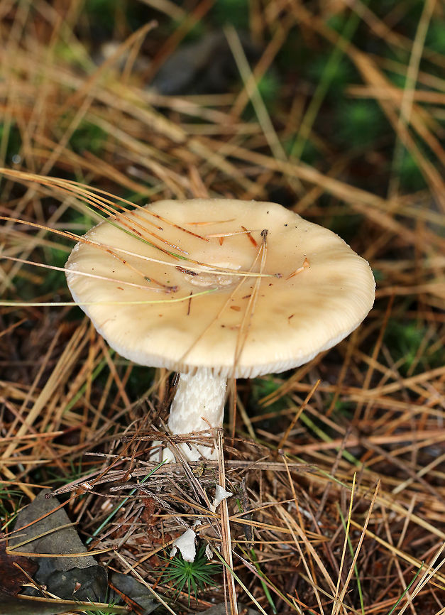 Poison Champagne Amanita - Amanita crenulata group Cap: Pale tan; flat with a mushy center; smooth and without many remaining warts.<br />
<br />
Gills: white; frequent short gills<br />
<br />
Stem: white with chevron-like pattern, especially near apex; enlarged bulb with a ring of champagne coloring <br />
<br />
This species is toxic and produces dramatic symptoms, similar to those of Amanita muscaria and Amanita pantherina.<br />
<br />
Habitat: Mixed, forest with lots of white pine<br />
<figure class="photo"><a href="https://www.jungledragon.com/image/74828/poison_champagne_amanita_-_amanita_crenulata_group.html" title="Poison Champagne Amanita - Amanita crenulata group"><img src="https://s3.amazonaws.com/media.jungledragon.com/images/3232/74828_thumb.jpg?AWSAccessKeyId=05GMT0V3GWVNE7GGM1R2&Expires=1769040010&Signature=N0lapLEABtKQNV4KA8dPbRHnrsw%3D" width="200" height="160" alt="Poison Champagne Amanita - Amanita crenulata group Cap: Pale tan; flat with a mushy center; smooth and without many remaining warts.<br />
<br />
Gills: white; frequent short gills<br />
<br />
Stem: white with chevron-like pattern, especially near apex;  enlarged bulb with a ring of champagne coloring <br />
<br />
This species is toxic and produces dramatic symptoms, similar to those of Amanita muscaria and Amanita pantherina.<br />
<br />
Habitat: Mixed, forest with lots of white pine<br />
https://www.jungledragon.com/image/74829/poison_champagne_amanita_-_amanita_crenulata_group.html<br />
<br />
*Note the tiny insect near the apex of the stem:<br />
https://www.jungledragon.com/image/74822/wingless_wasp_-_ceraphron_sp.html Amanita crenulata,Fall,Geotagged,Poison Champagne Amanita,United States,amanita" /></a></figure> Amanita crenulata,Fall,Geotagged,Poison Champagne Amanita,United States