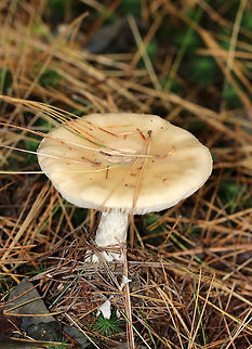 Poison Champagne Amanita - Amanita crenulata group Cap: Pale tan; flat with a mushy center; smooth and without many remaining warts.

Gills: white; frequent short gills

Stem: white with chevron-like pattern, especially near apex; enlarged bulb with a ring of champagne coloring 

This species is toxic and produces dramatic symptoms, similar to those of Amanita muscaria and Amanita pantherina.

Habitat: Mixed, forest with lots of white pine
https://www.jungledragon.com/image/74828/poison_champagne_amanita_-_amanita_crenulata_group.html Amanita crenulata,Fall,Geotagged,Poison Champagne Amanita,United States