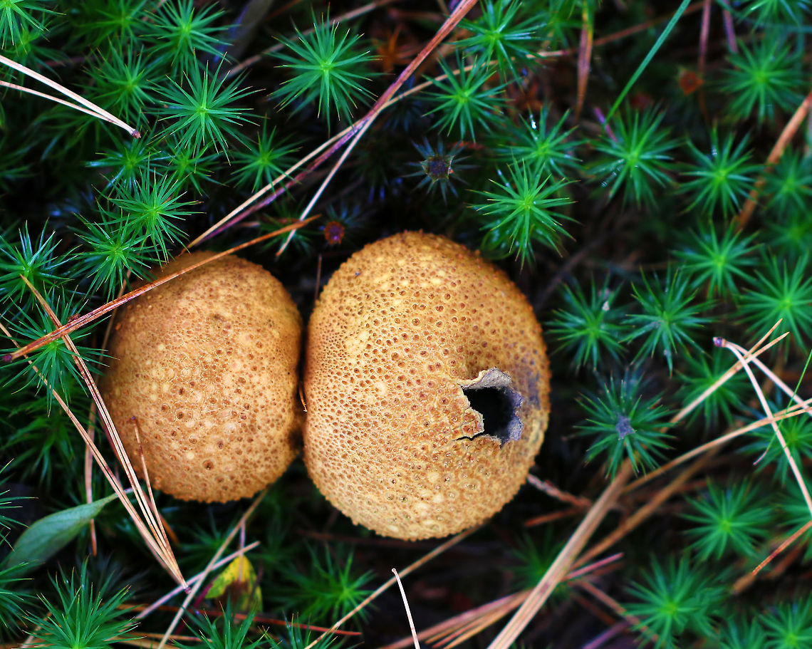 Pigskin Poison Puffball - Scleroderma citrinum Scaly, hard, yellowish-brown puffballs. Inside, the spore mass was mostly black.<br />
<br />
Habitat: Growing in moss in a coniferous bog Common Earthball,Fall,Geotagged,Scleroderma citrinum,United States